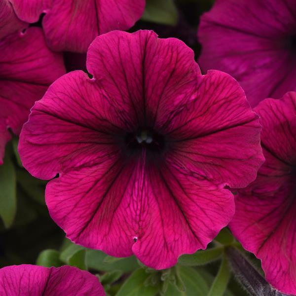 PLANT NAME Bloom
