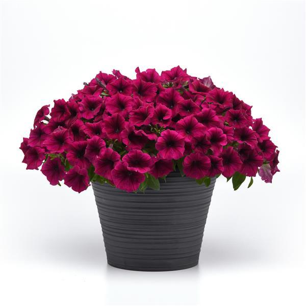 PLANT NAME Container