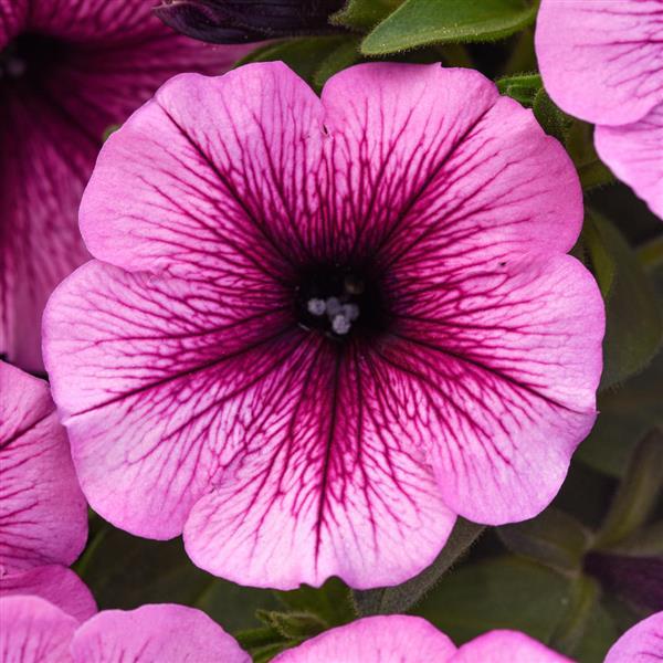 PLANT NAME Bloom