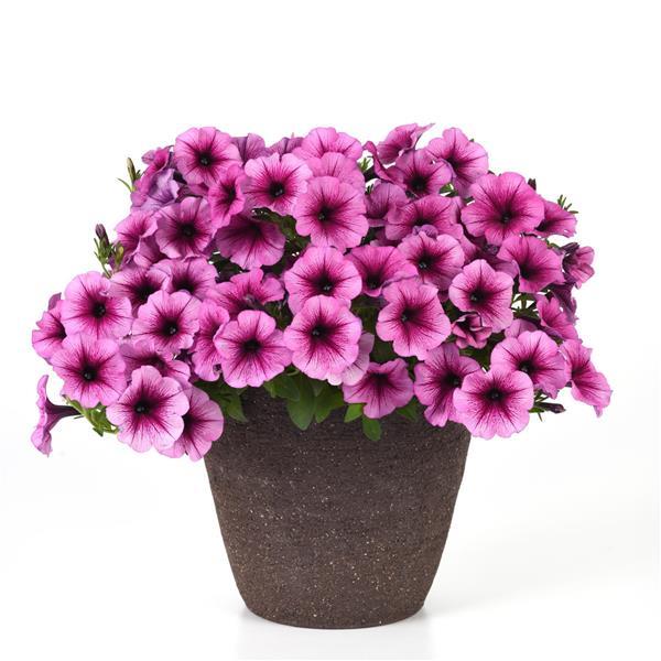 PLANT NAME Container