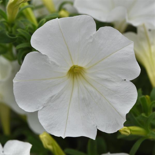 PLANT NAME Bloom