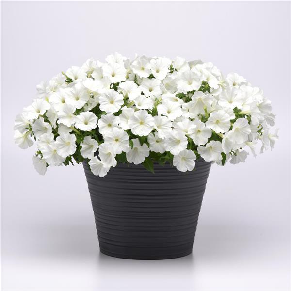 PLANT NAME Container