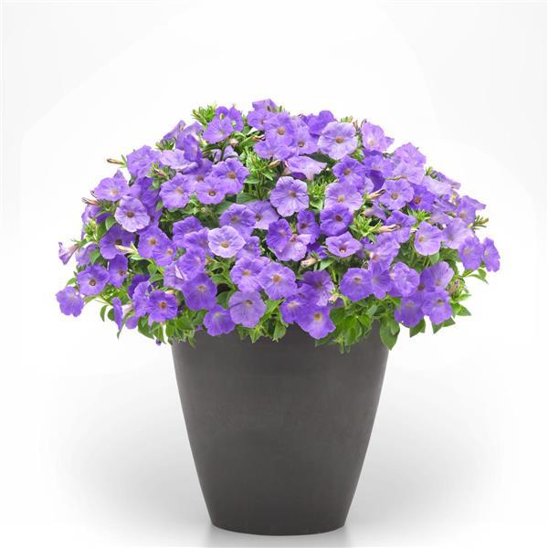 PLANT NAME Container