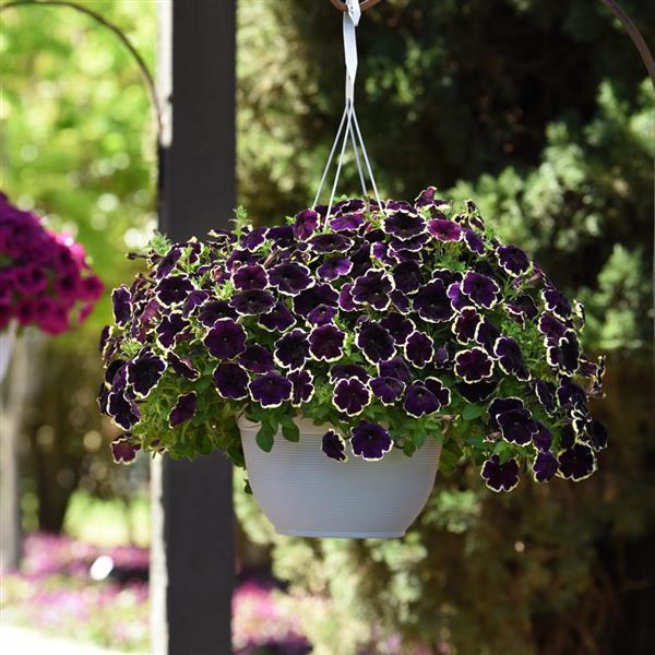 PLANT NAME Basket