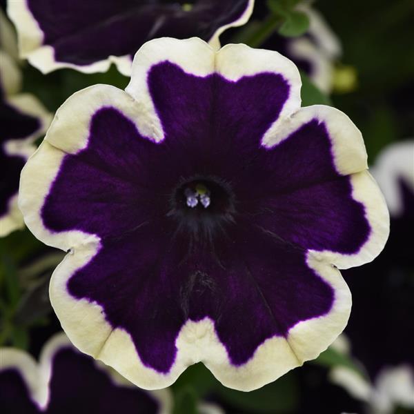 PLANT NAME Bloom