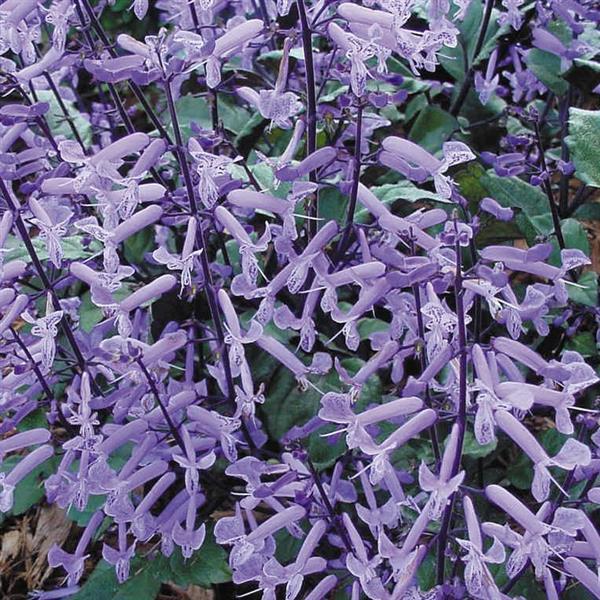 PLANT NAME Bloom