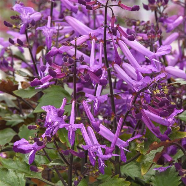 PLANT NAME Bloom