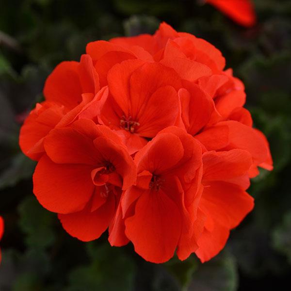 PLANT NAME Bloom