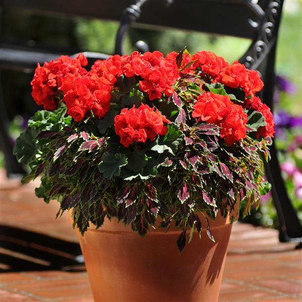 PLANT NAME Container