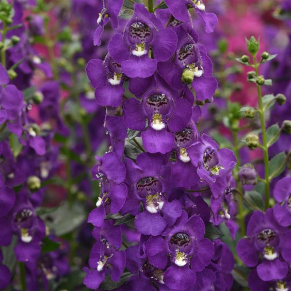 PLANT NAME Bloom