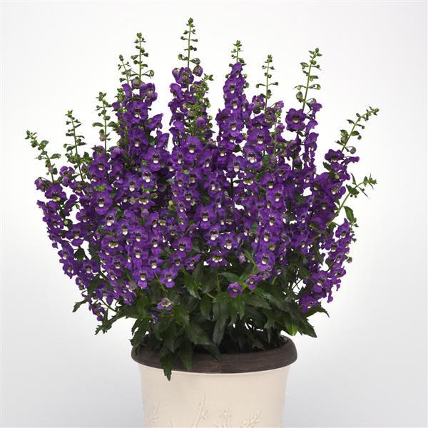 PLANT NAME Container