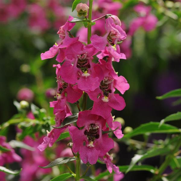 PLANT NAME Bloom