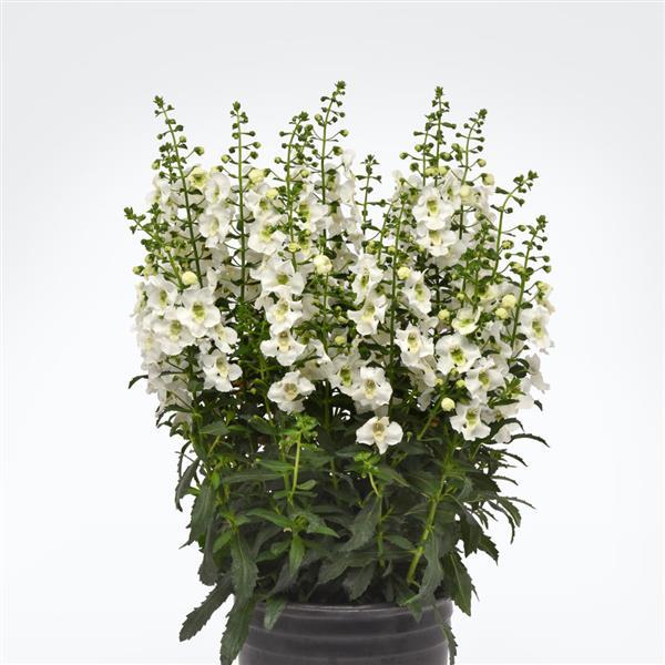 PLANT NAME Container