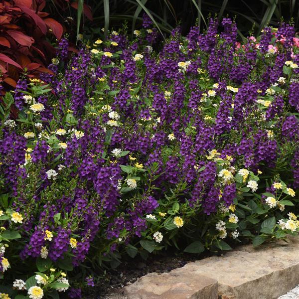 PLANT NAME Commercial Landscape 2