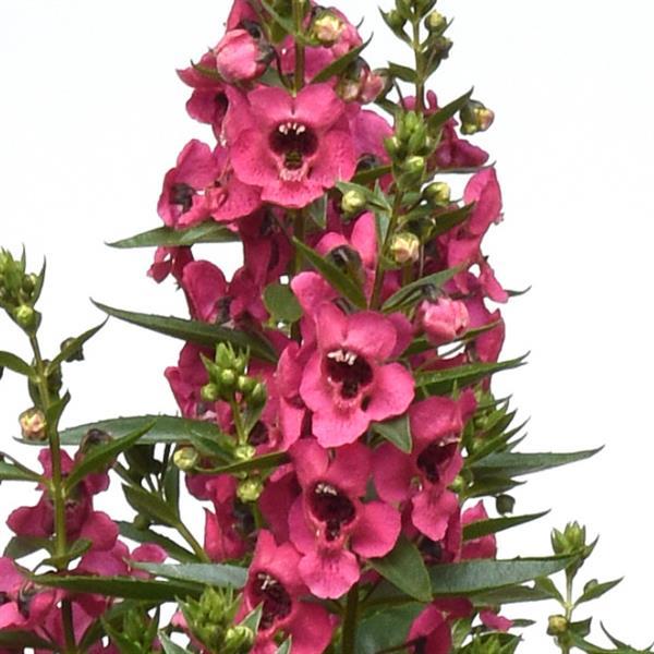 PLANT NAME Bloom