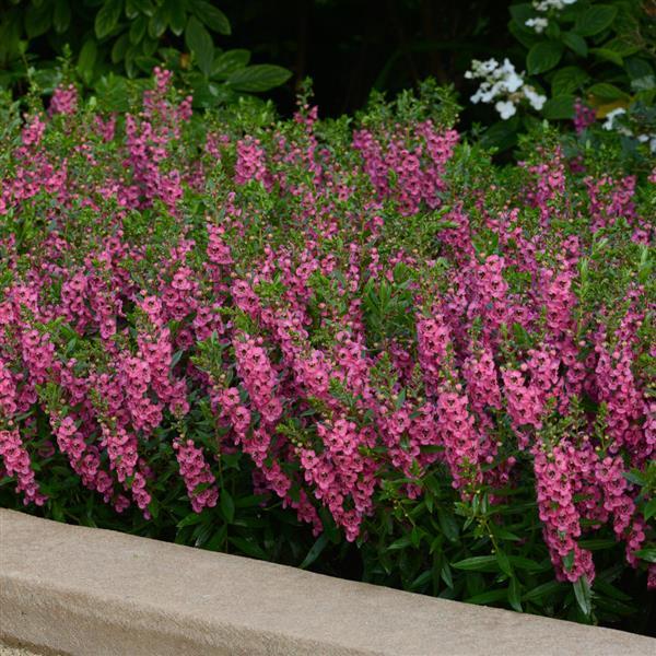 PLANT NAME Landscape