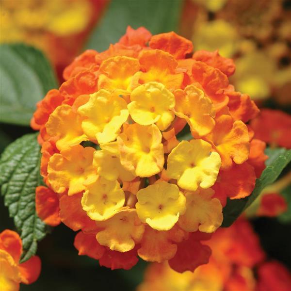 PLANT NAME Bloom