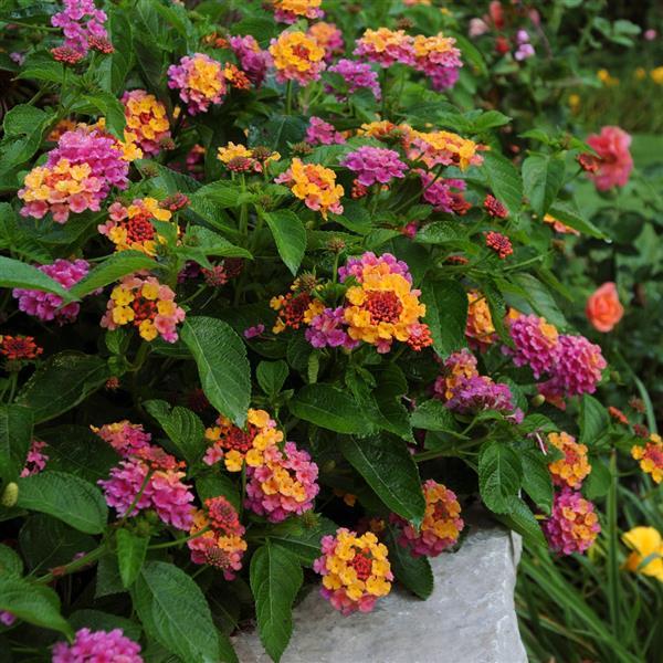 PLANT NAME Garden