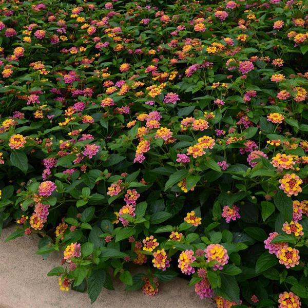 PLANT NAME Landscape