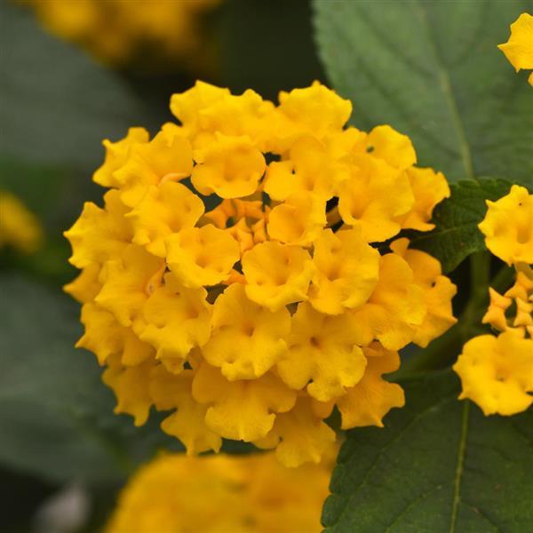 PLANT NAME Bloom