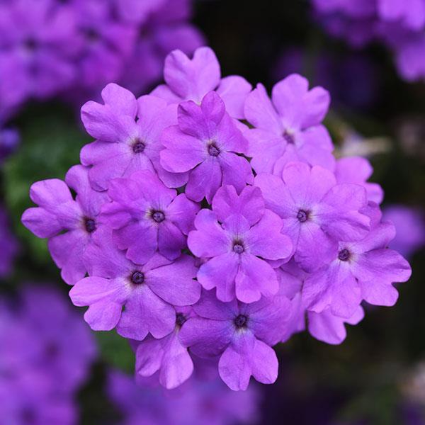 PLANT NAME Bloom