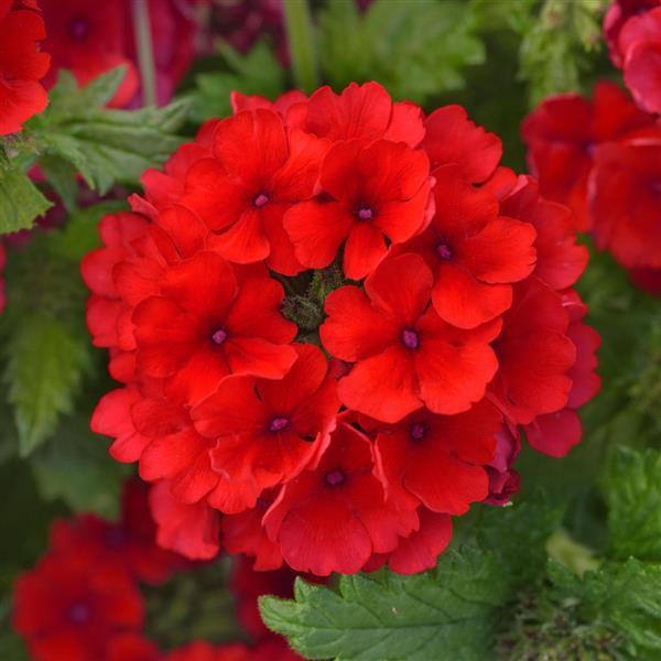 PLANT NAME Bloom