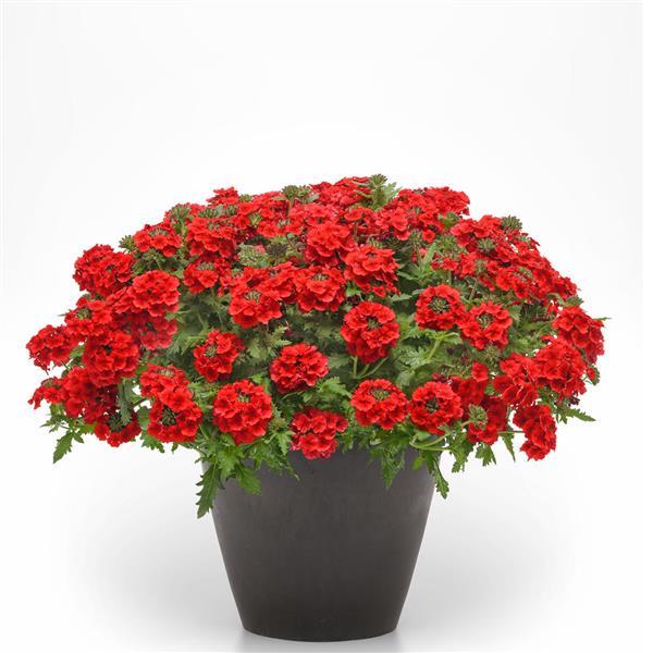 PLANT NAME Container