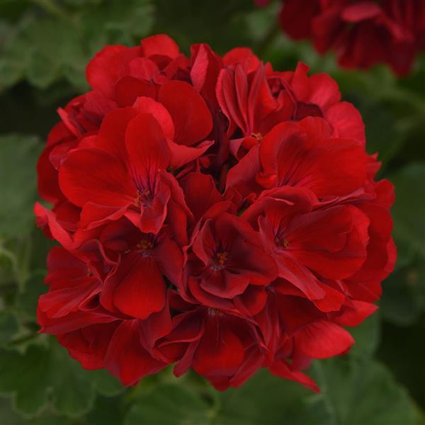 PLANT NAME Bloom