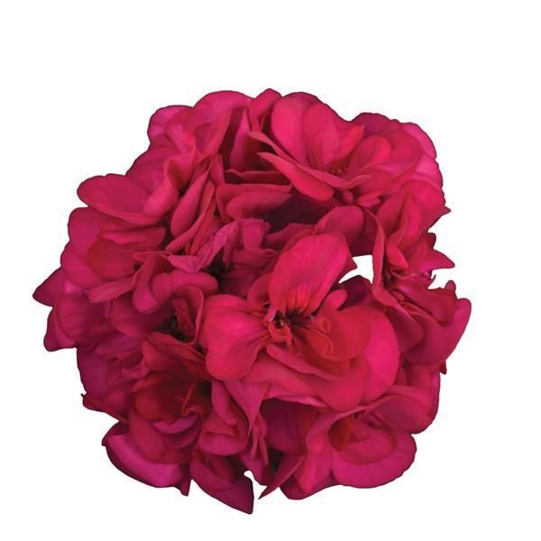PLANT NAME Bloom