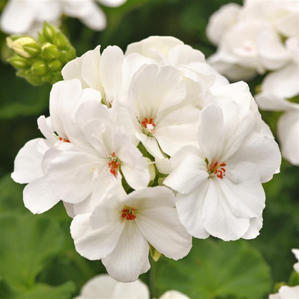 PLANT NAME Bloom