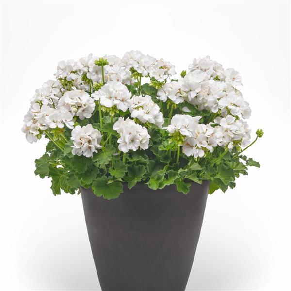 PLANT NAME Container