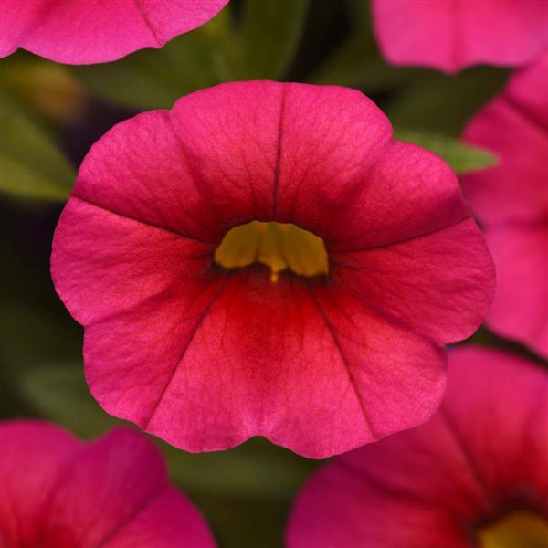 PLANT NAME Bloom