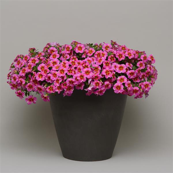 PLANT NAME Container