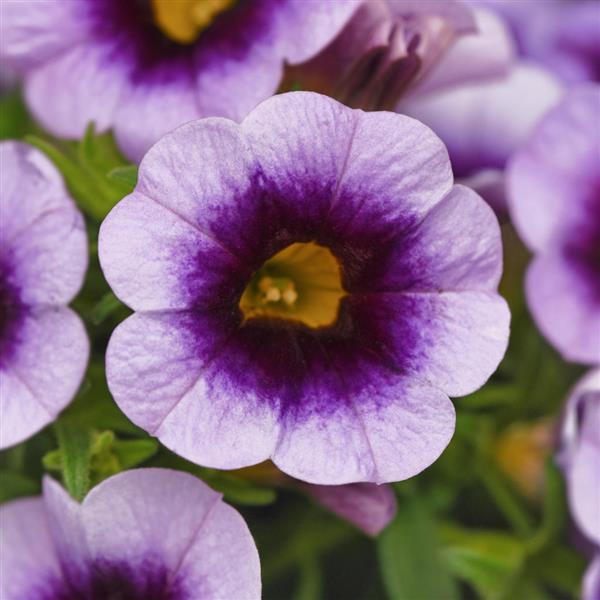 PLANT NAME Bloom