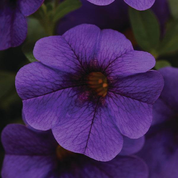 PLANT NAME Bloom
