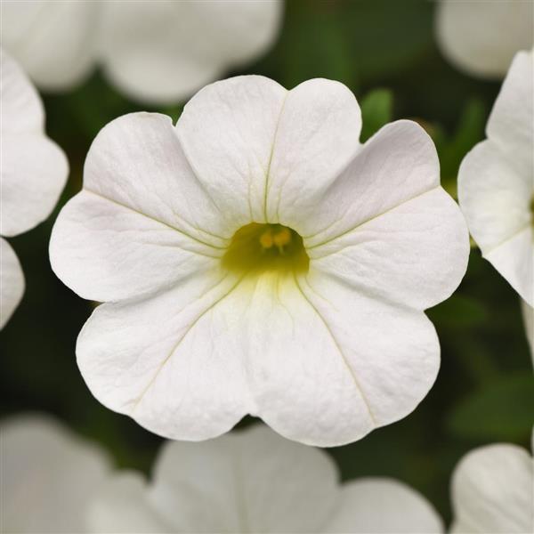 PLANT NAME Bloom