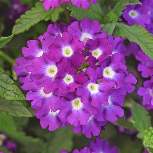 PLANT NAME Bloom