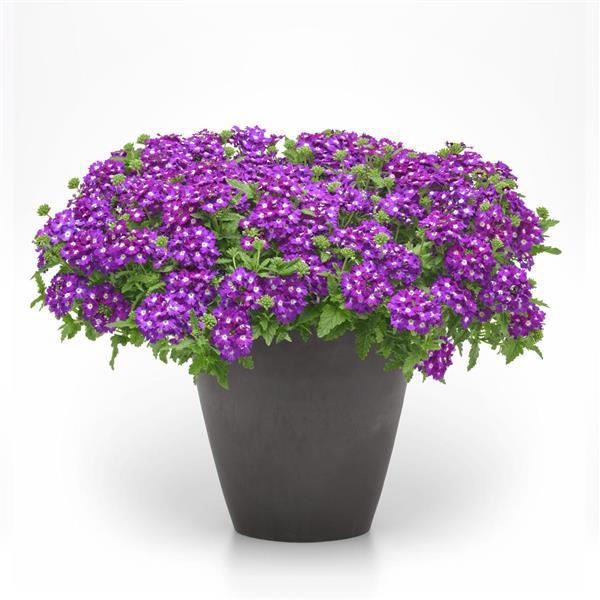 PLANT NAME Container