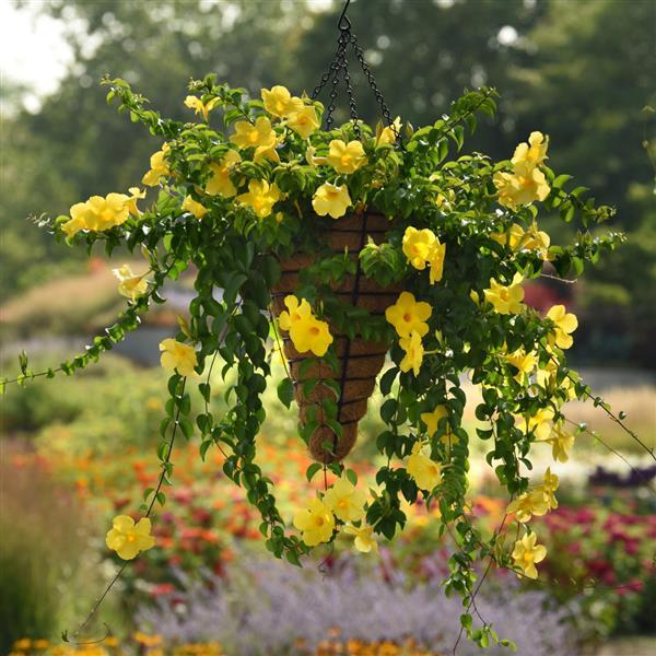 PLANT NAME Basket