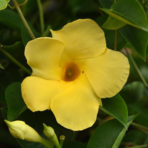 PLANT NAME Bloom
