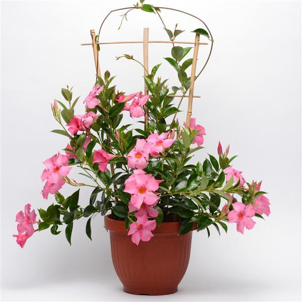 PLANT NAME Container