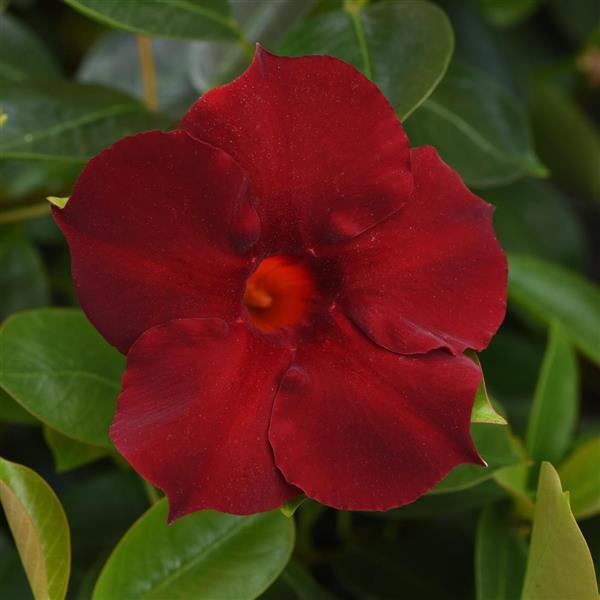 PLANT NAME Bloom