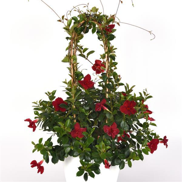 PLANT NAME Container
