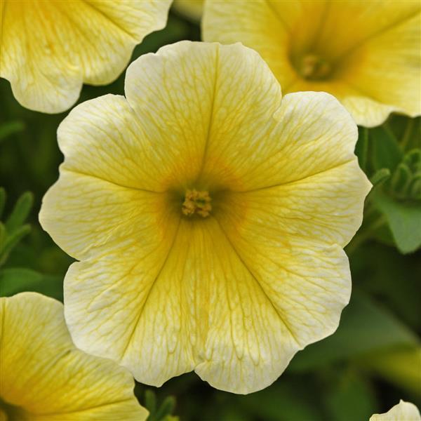 PLANT NAME Bloom