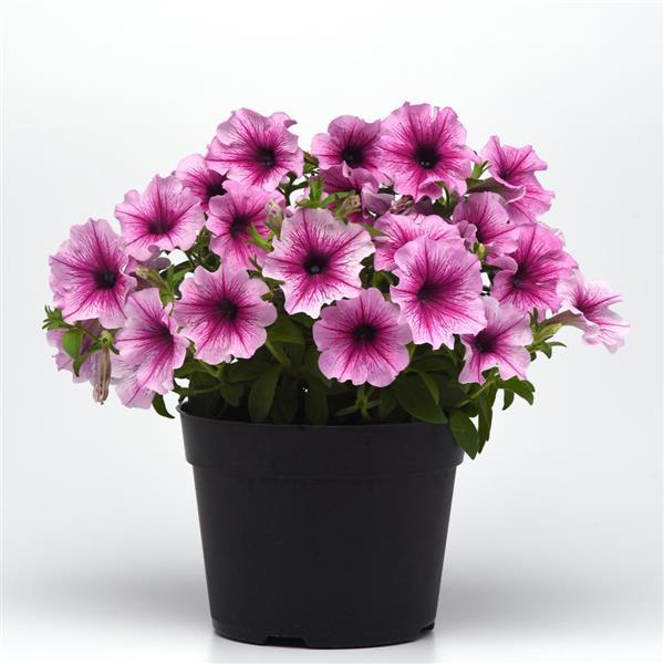 PLANT NAME Container
