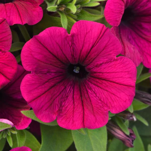 PLANT NAME Bloom