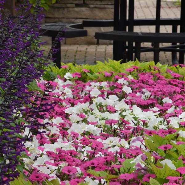 PLANT NAME Landscape