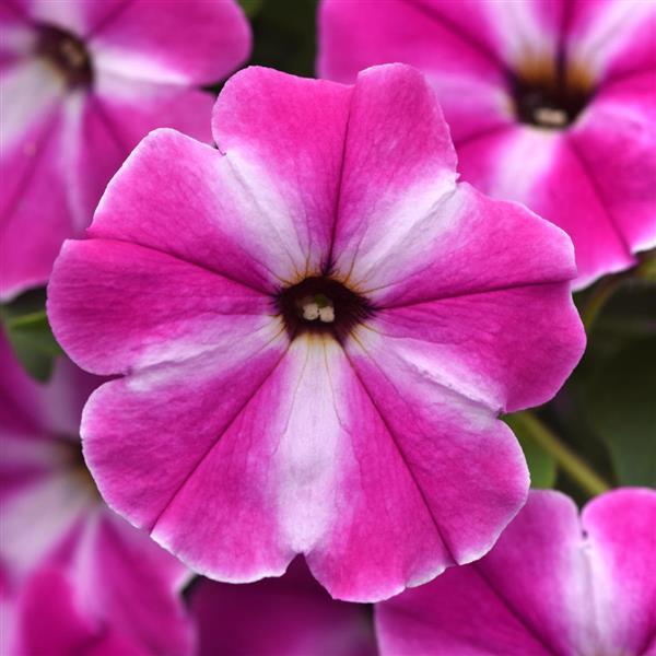 PLANT NAME Bloom