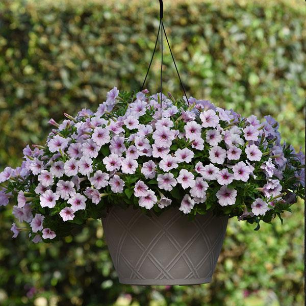 PLANT NAME Basket