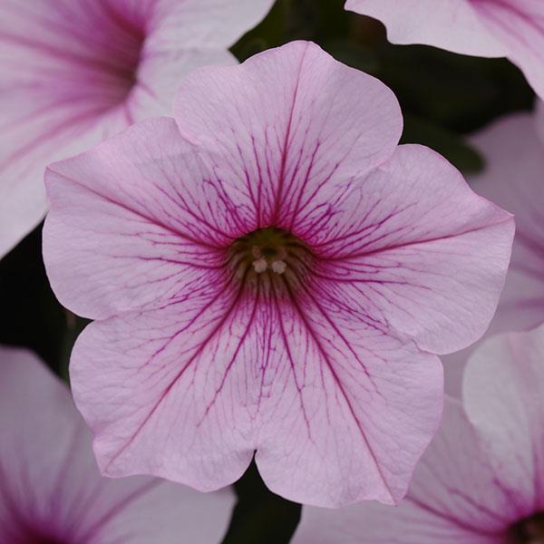 PLANT NAME Bloom